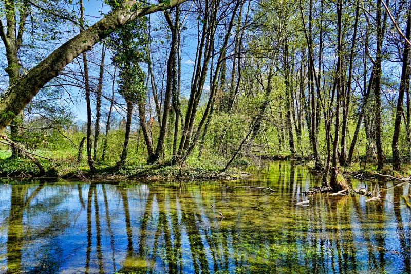Goldenstedter Moor mit Bäumen und Gewässer