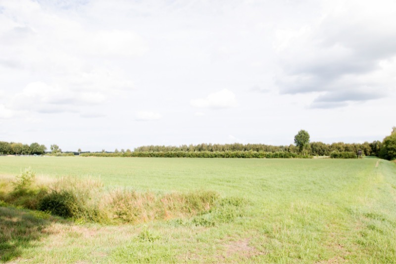 Feld im Moor in Herzlake