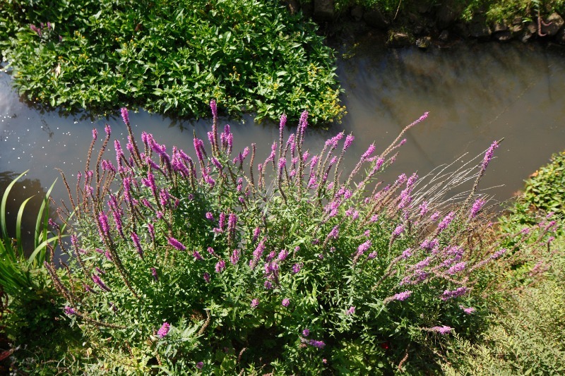 Heidepflanzen in der niedersächsischen Natur