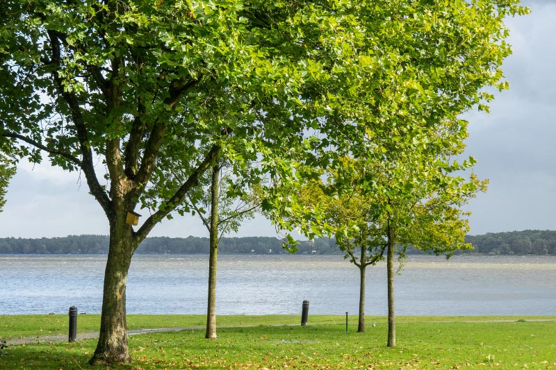 Zwischenahner Meer